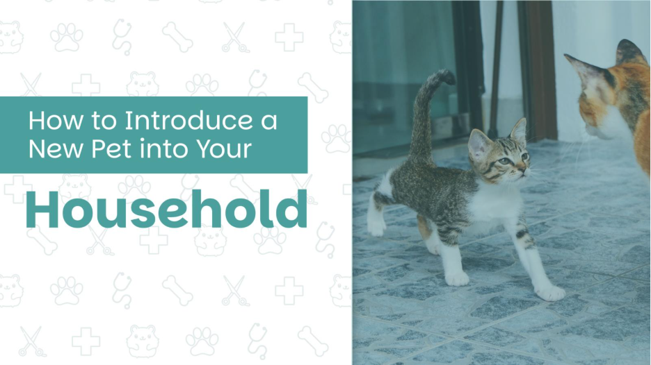 How to Introduce a New Pet into Your Household 